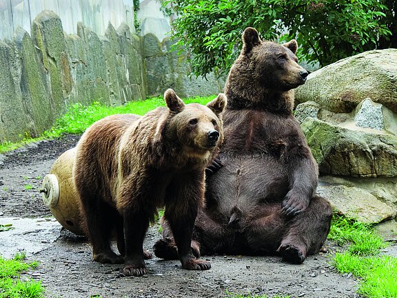Zu sehen sind zwei große Grizzlybären. Die Bärin Jane steht auf vier Pfoten und schaut aufmerksam nach vorn, der Braunbär Balu sitzt gemütlich auf den Boden und dreht den Kopf zur Seite. Im Hintergrund sieht man Felsen.
